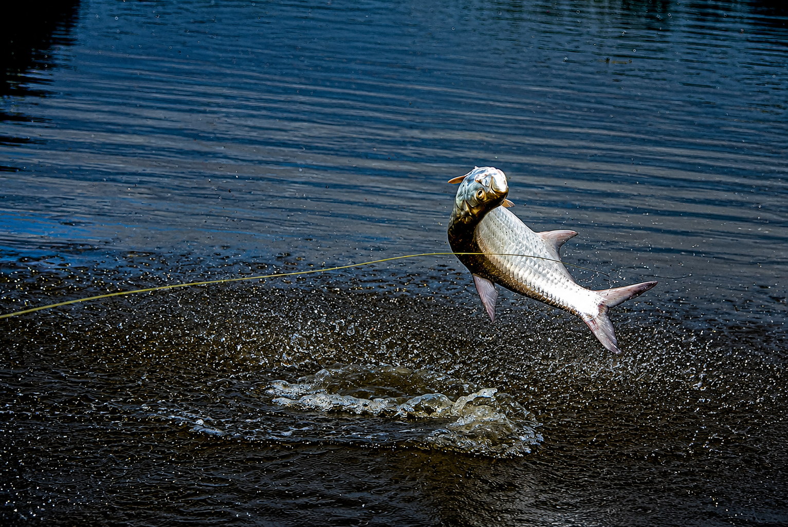 Pesca en Caño Negro