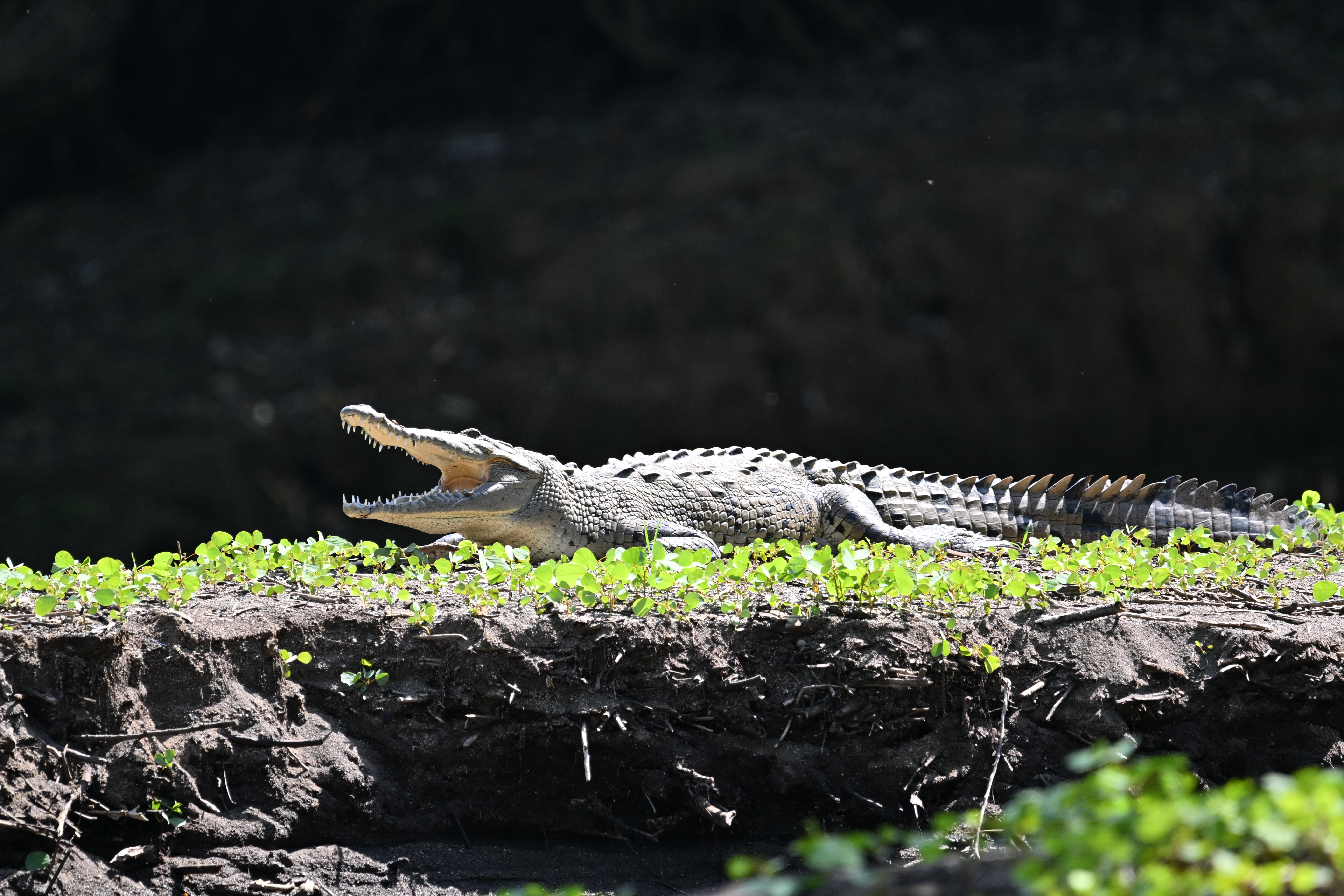 Cocodrilo