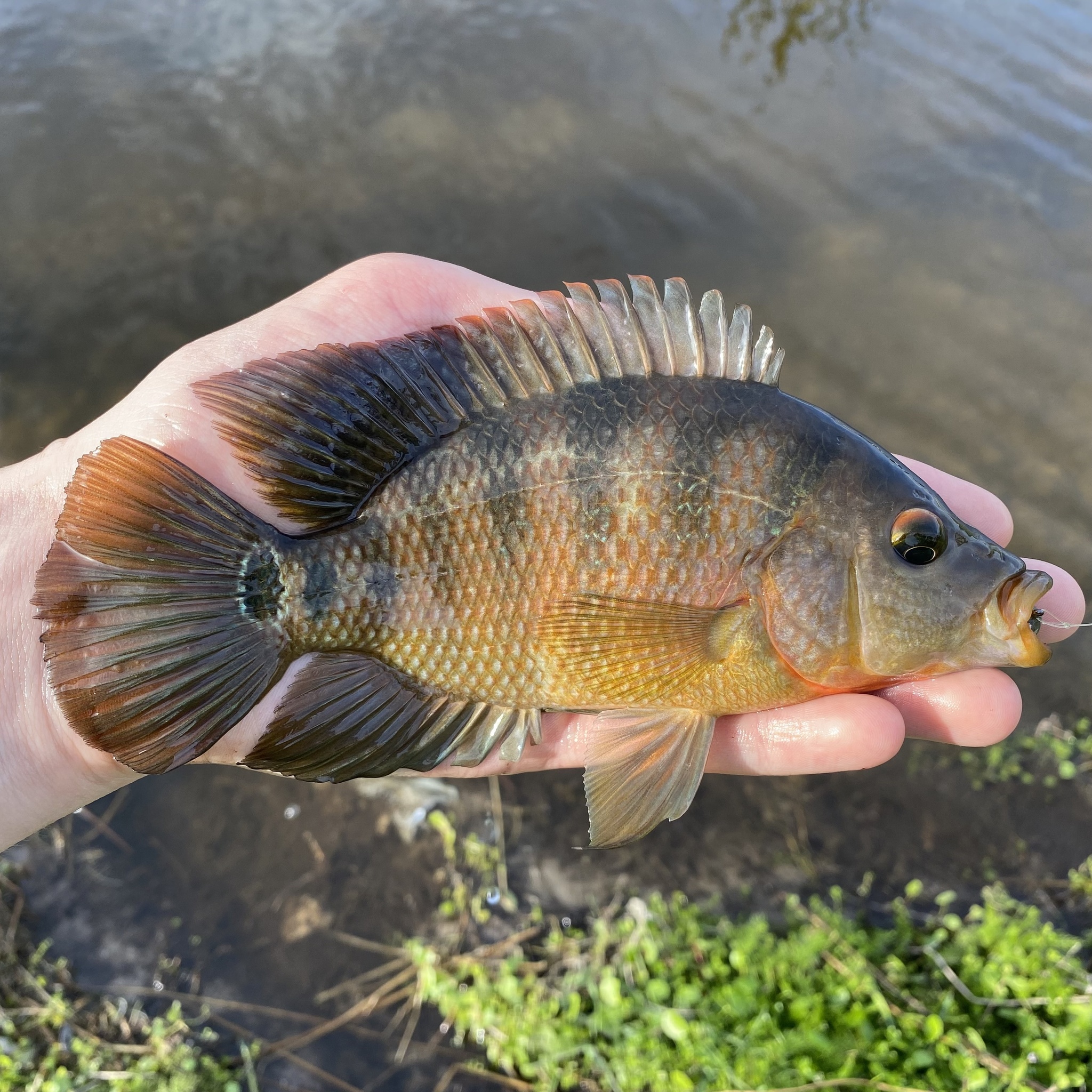 Mojarra