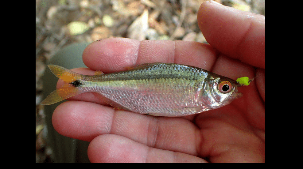 Sardina