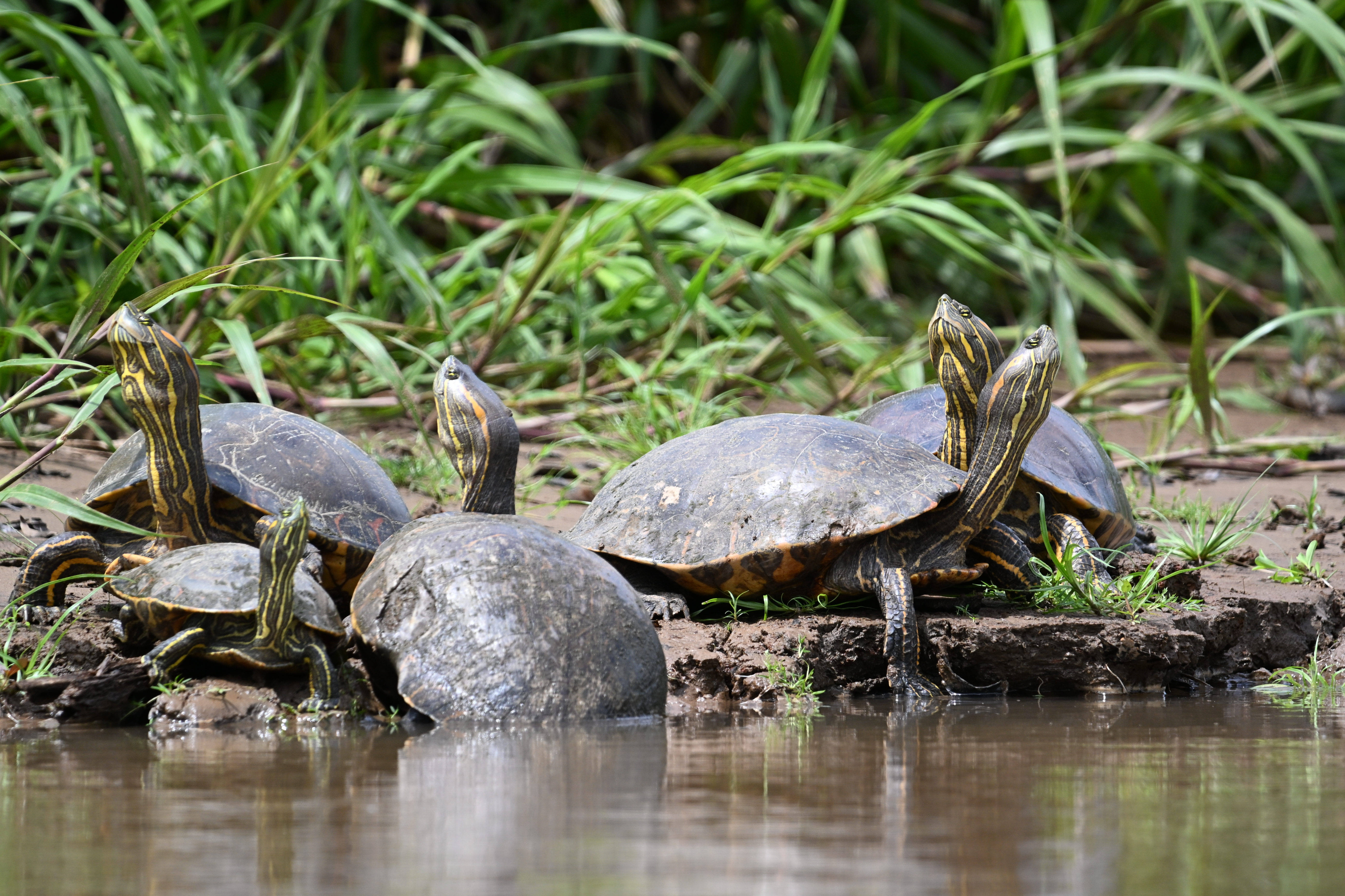 Tortuga
