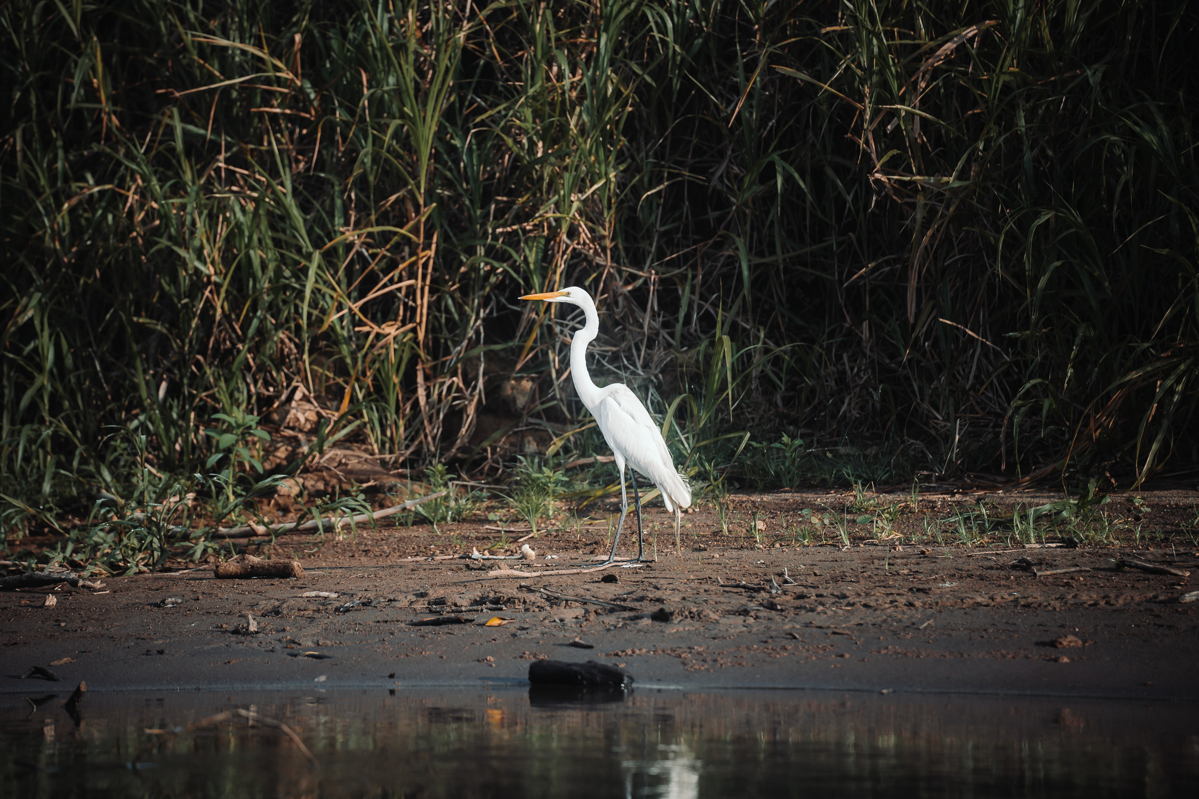 Muelle en Caño Negro