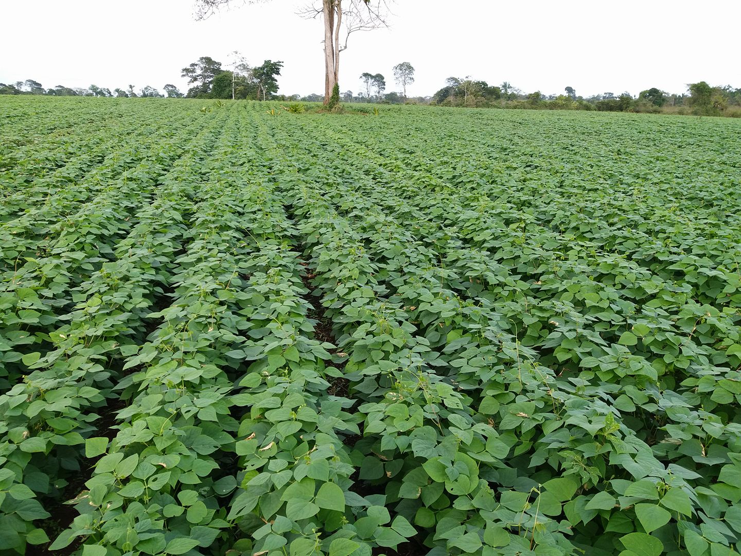 Agricultura local