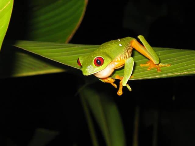 Rana de ojos rojos