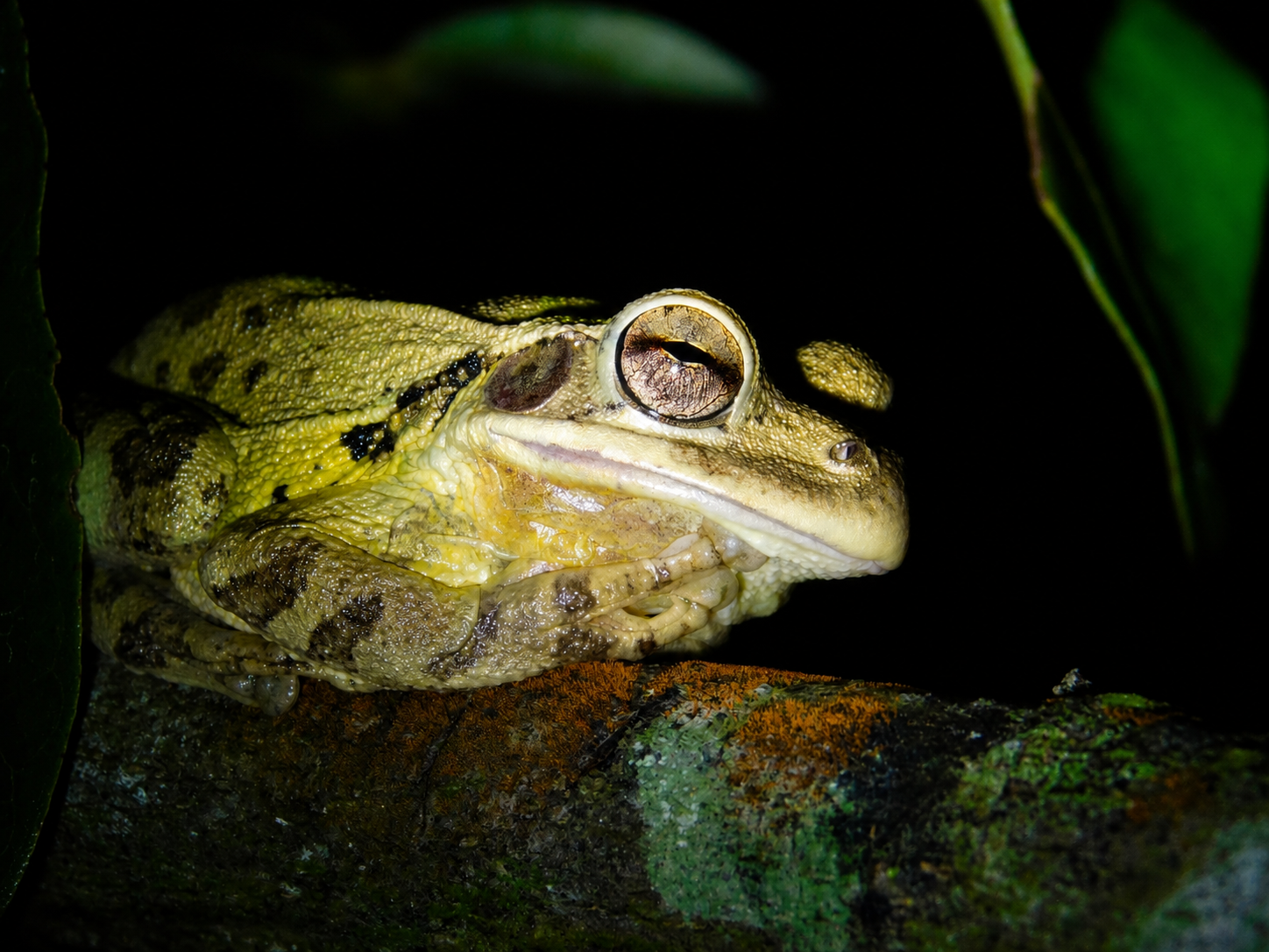 Rana lechera