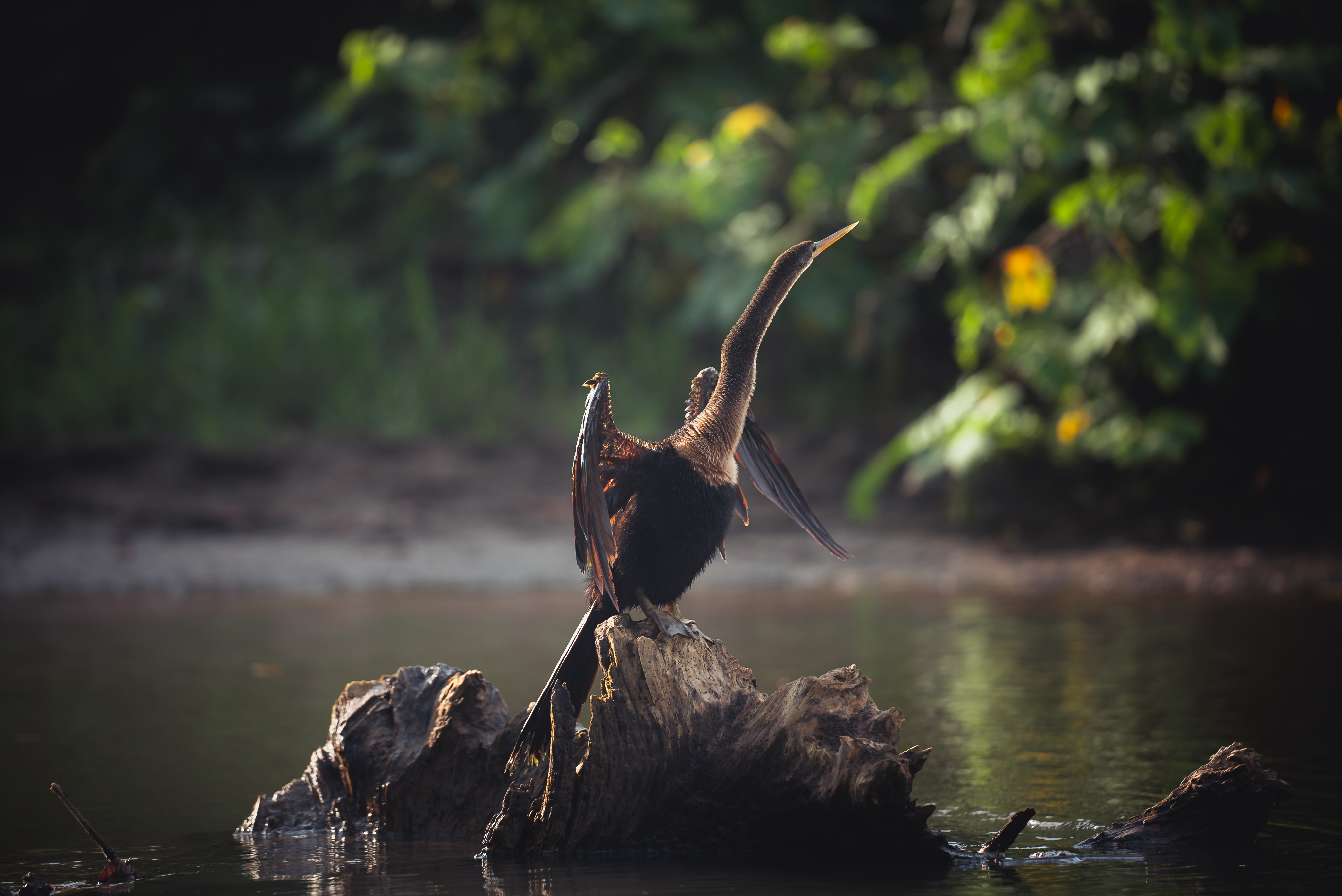 Pato aguja (Anhinga)