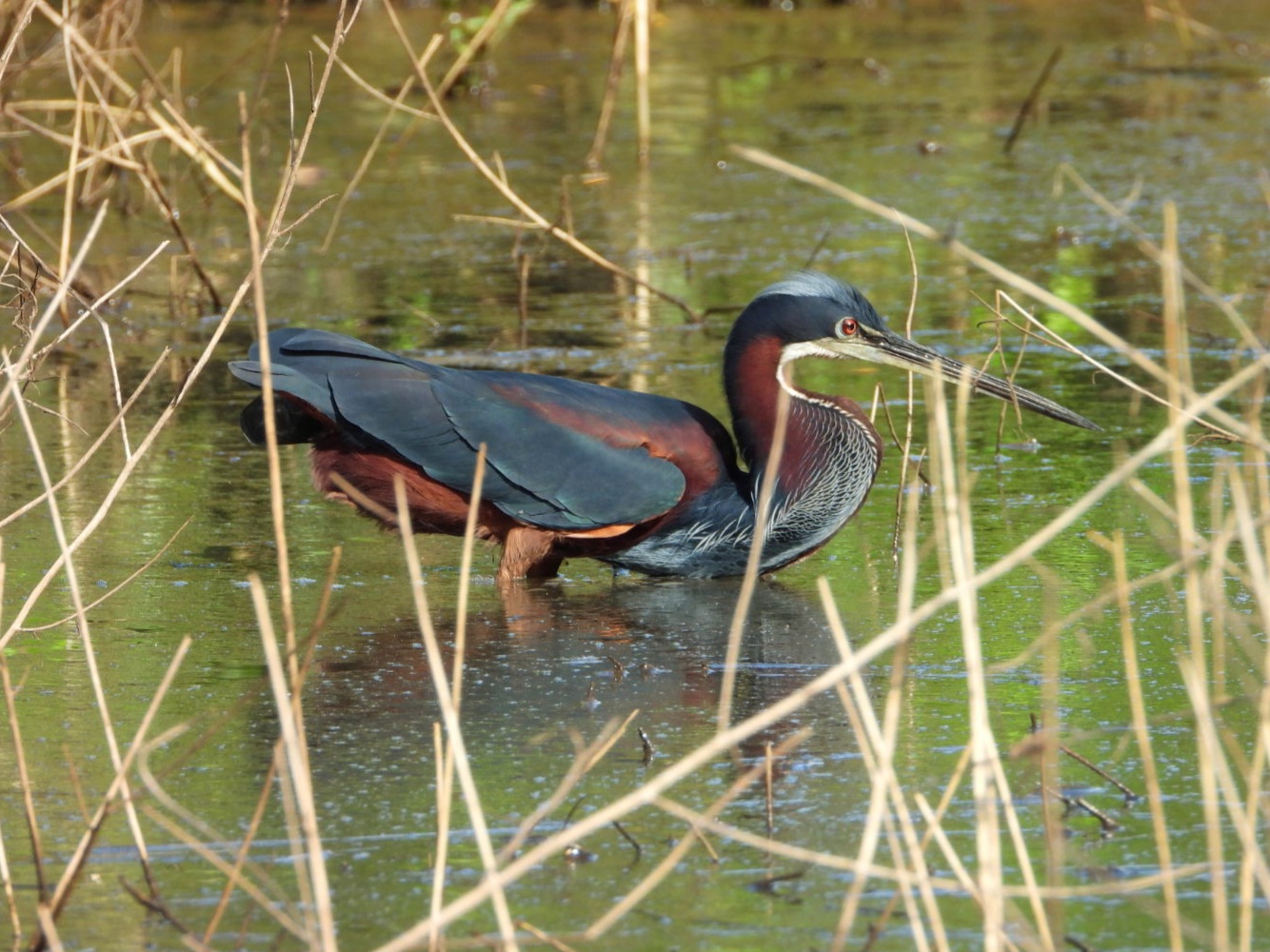 Garza Agamí