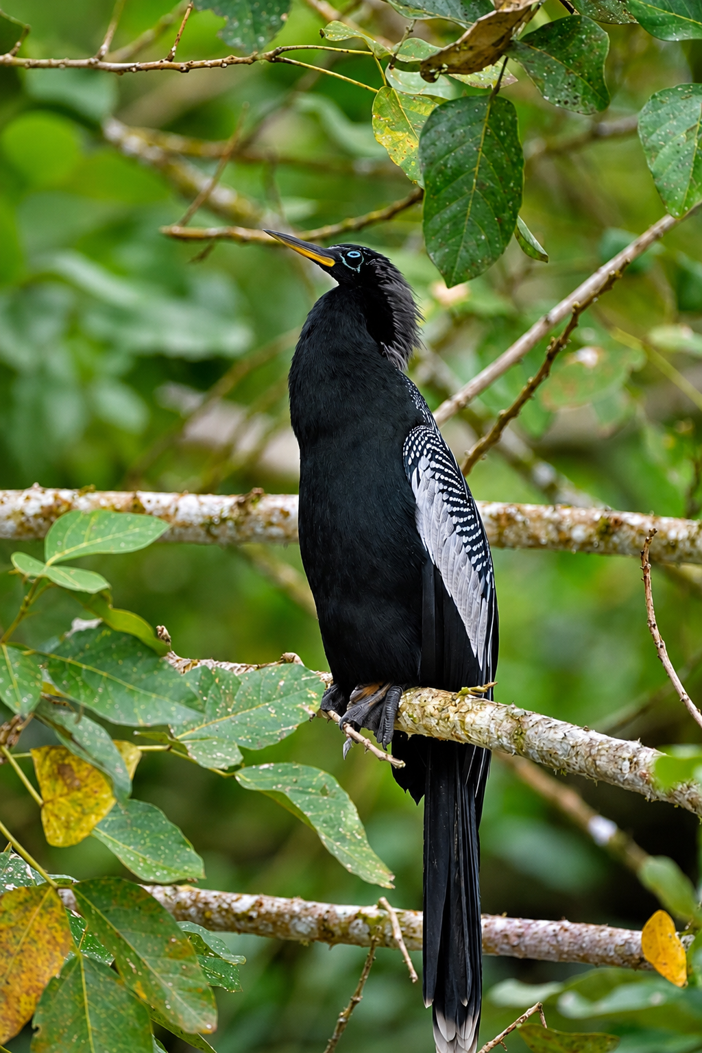 Pájaro Serpiente macho