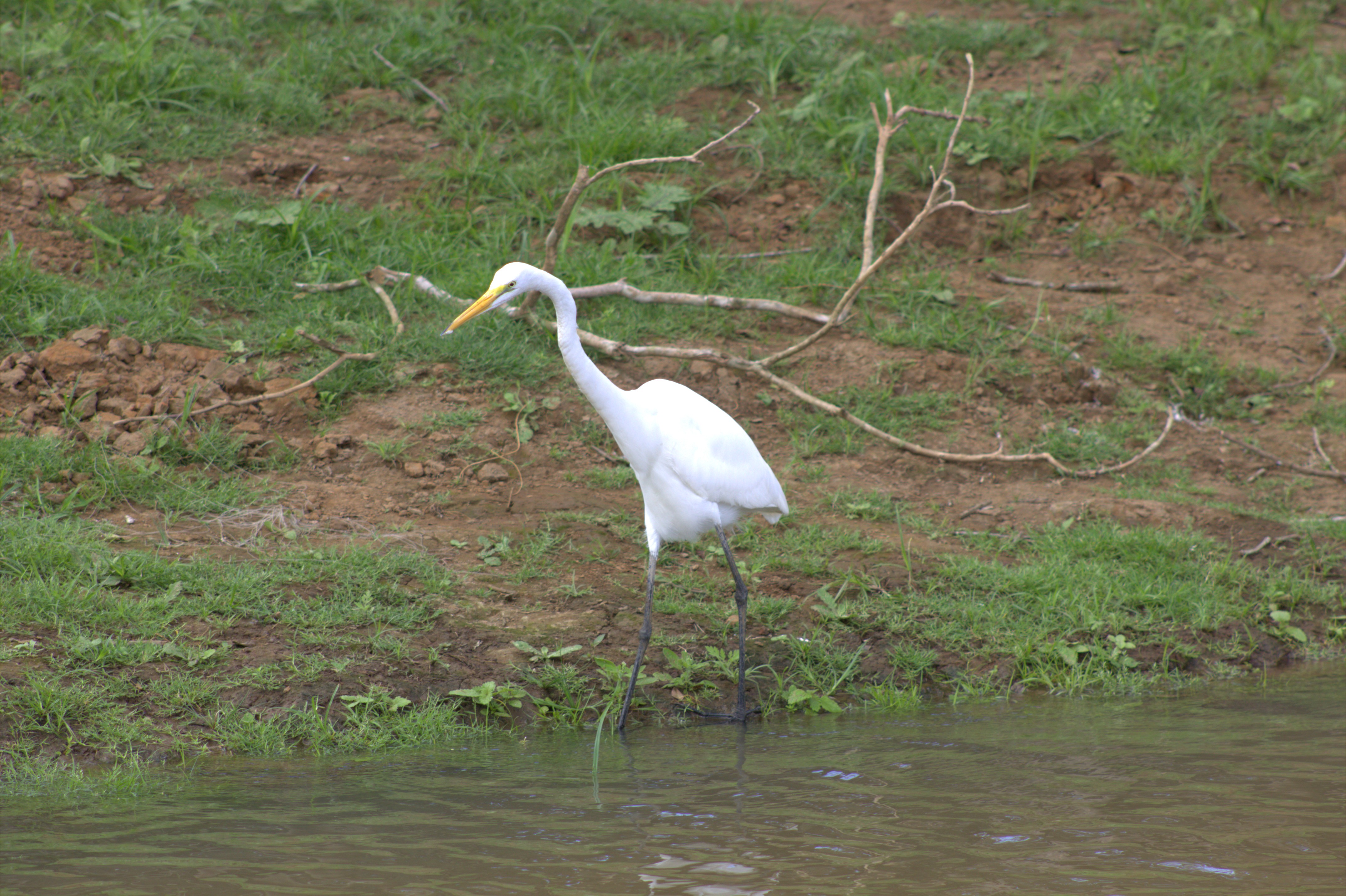 Garza Blanca