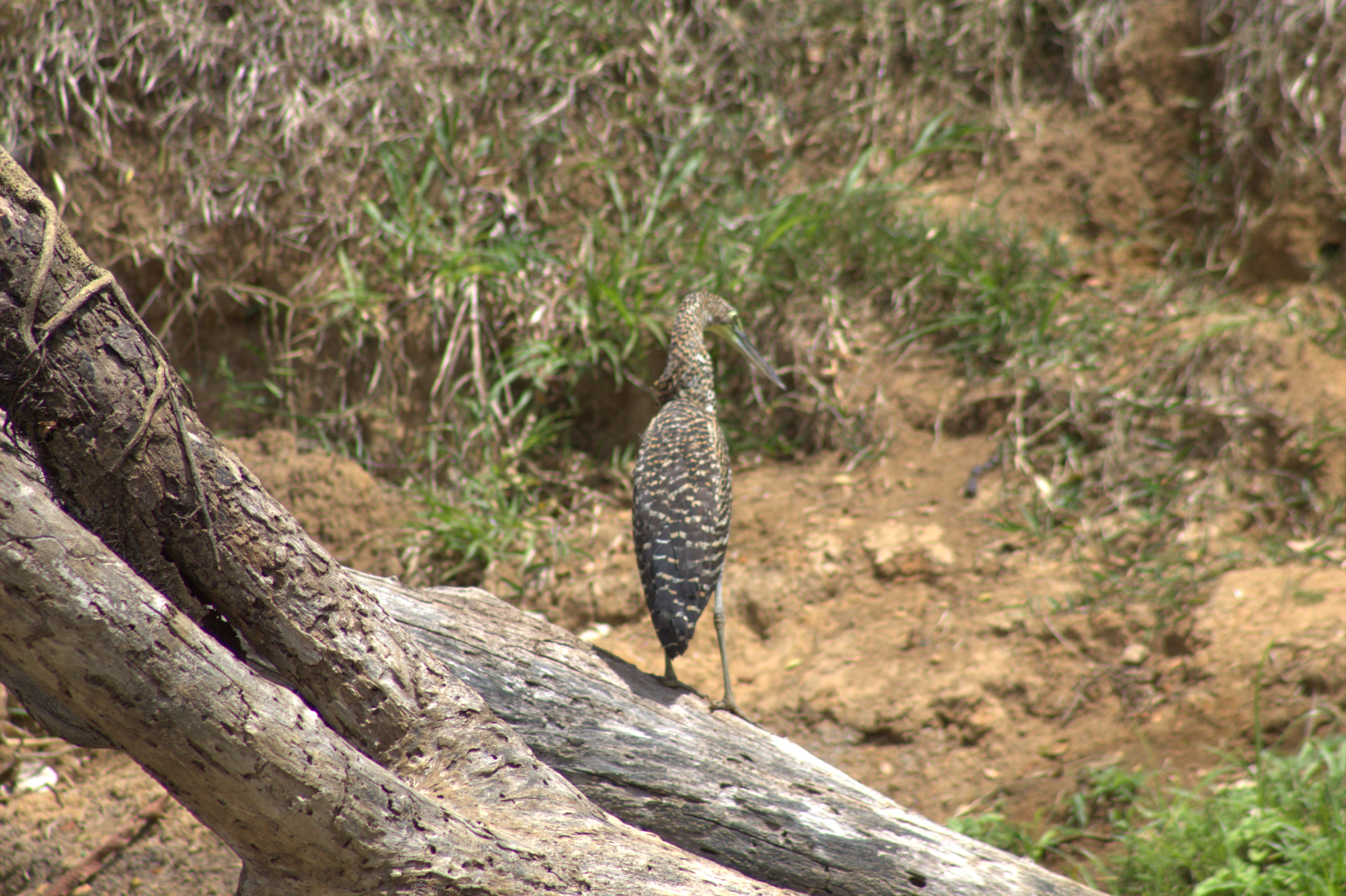 Garza Tigre Barreteada