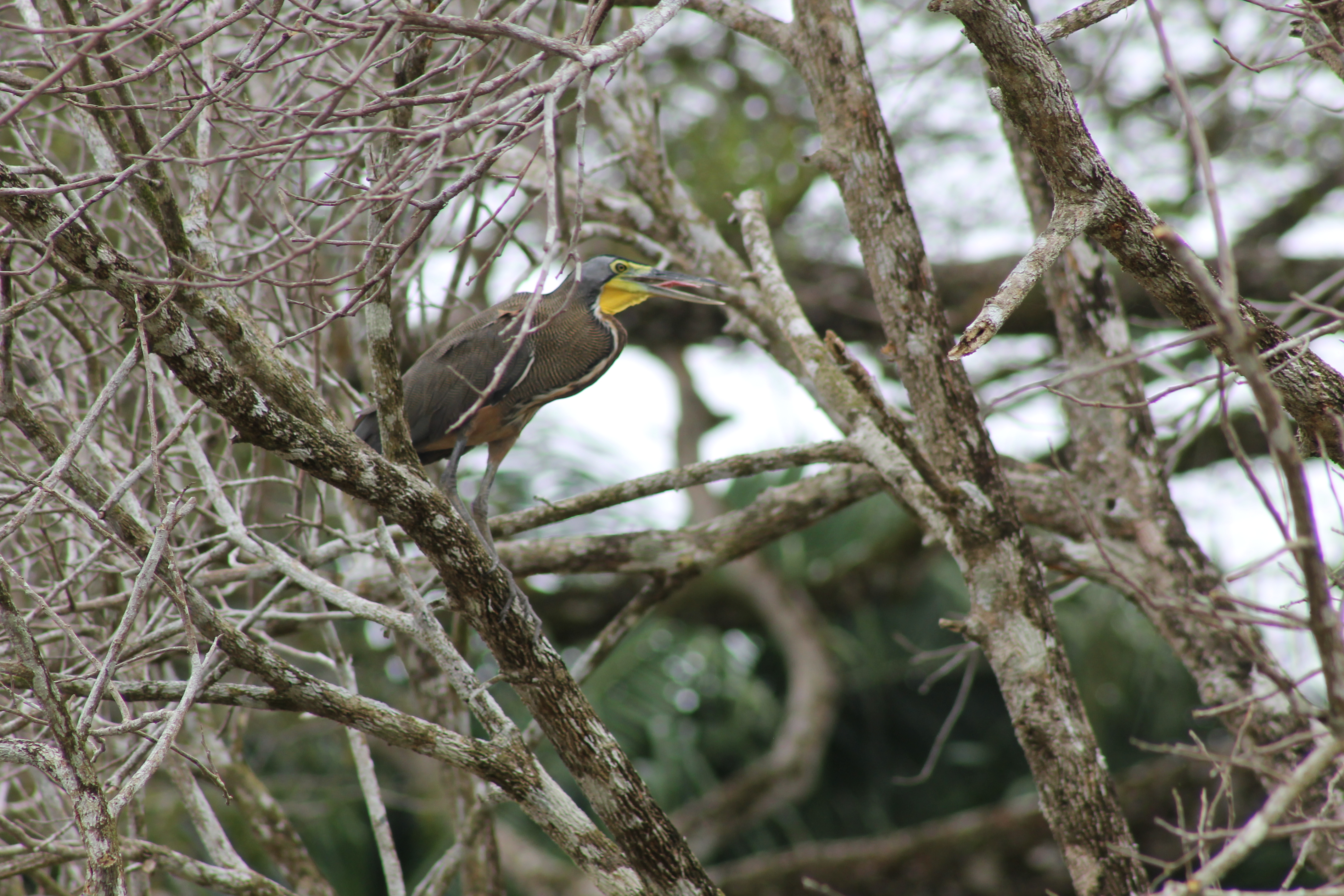Garza Tigre Mexicana