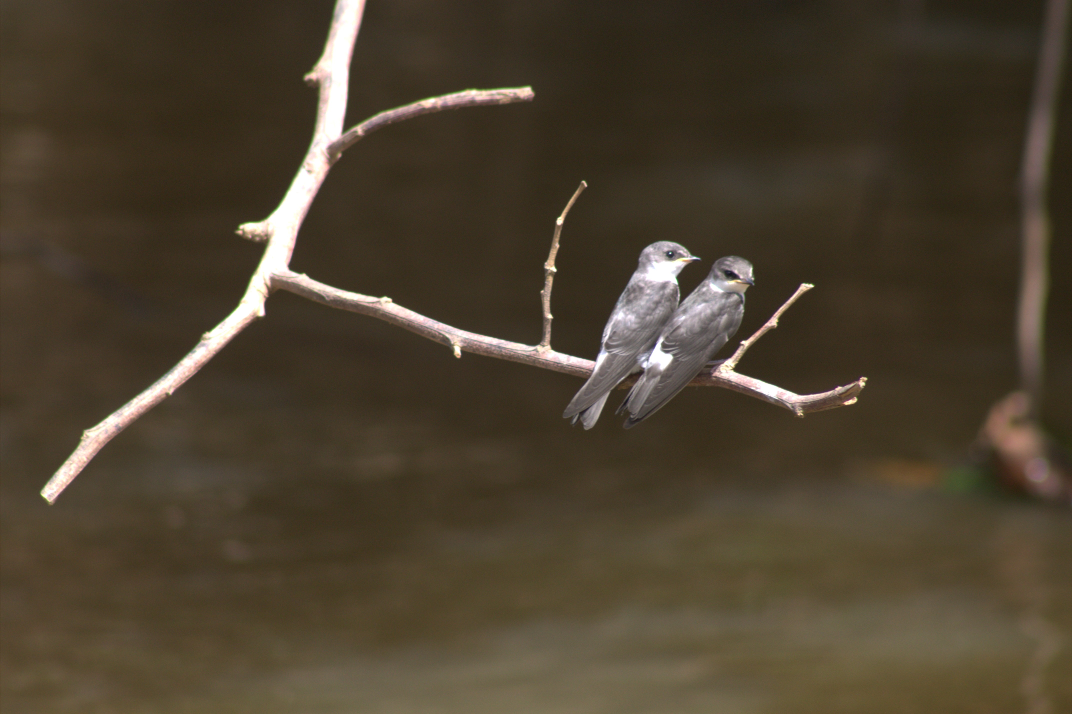 Golondrina Alirrasposa Sureña
