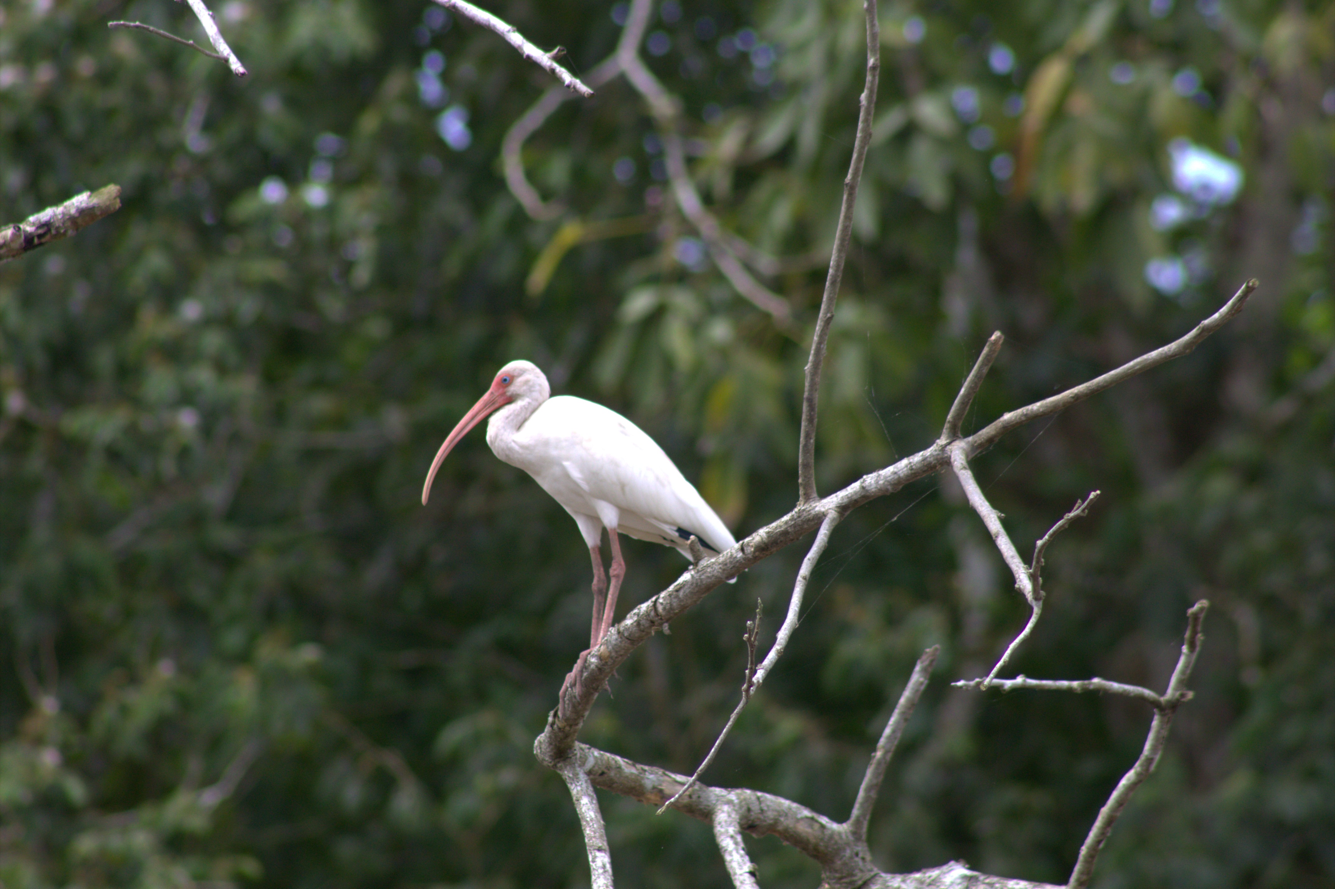 Ibis Blanco