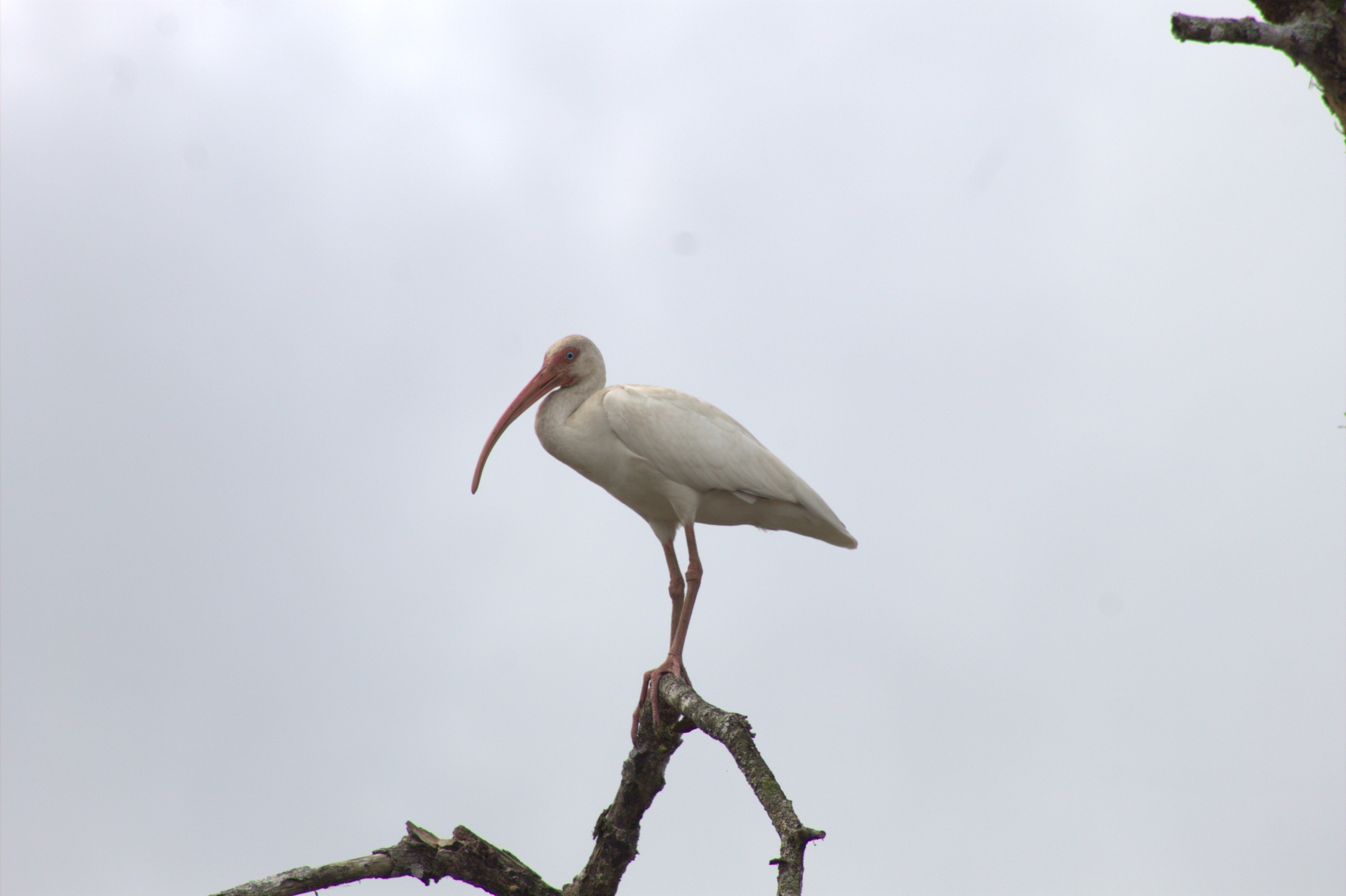 Ibis Blanco