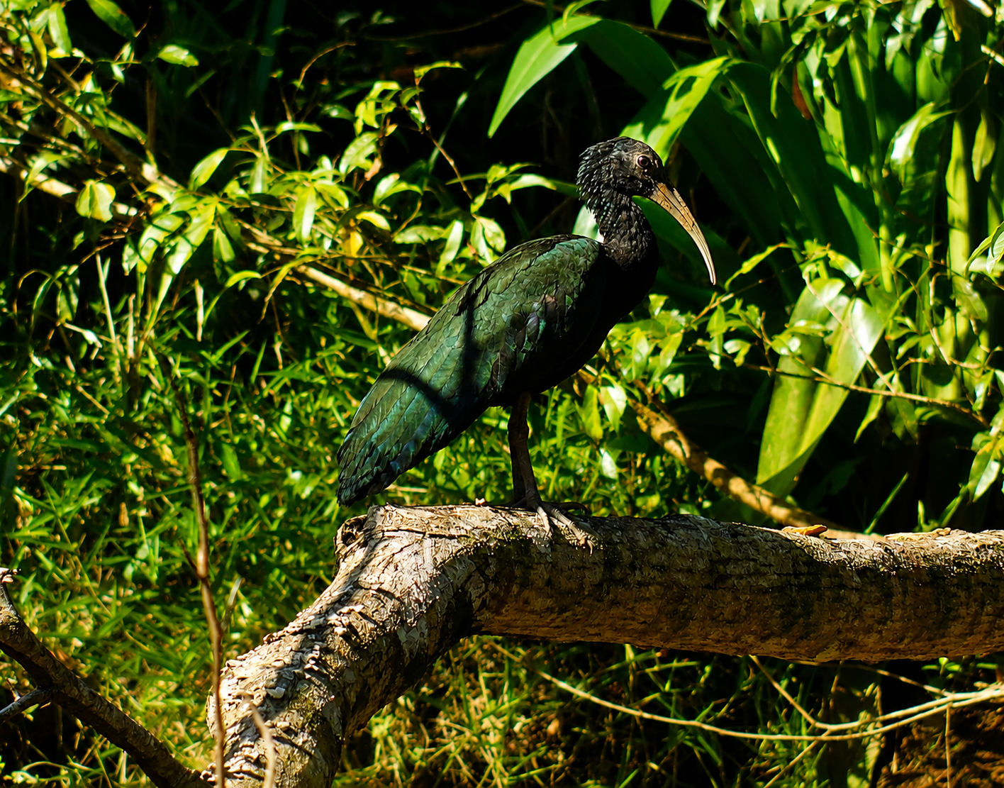 Ibis Verde
