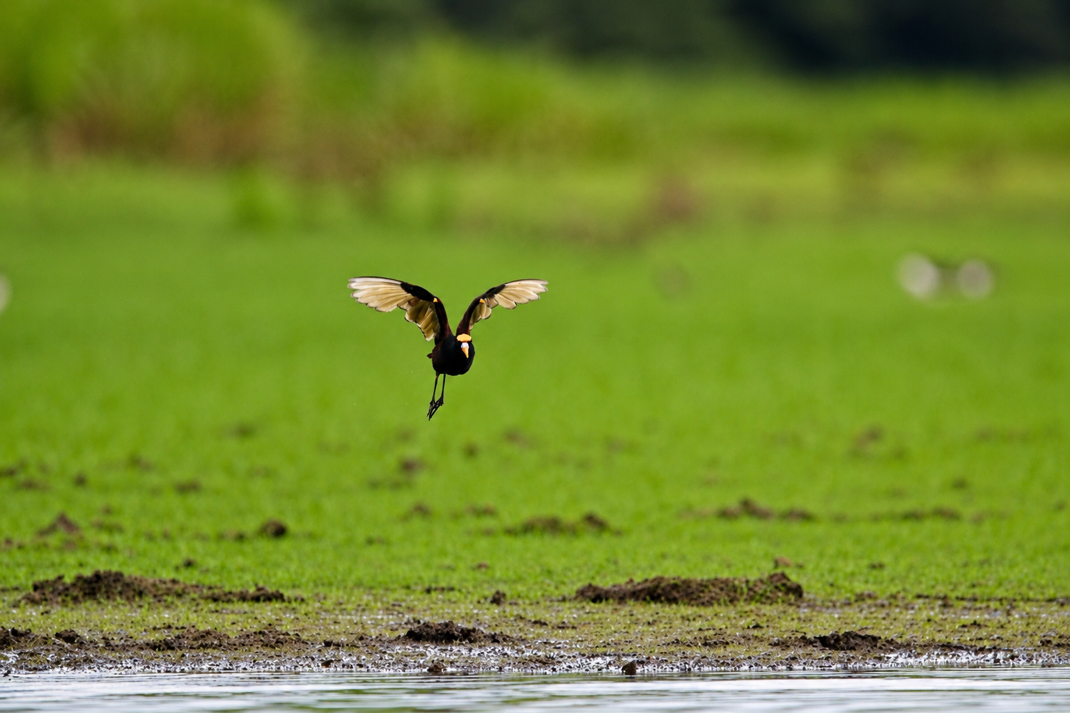 Jacana Centroamericana