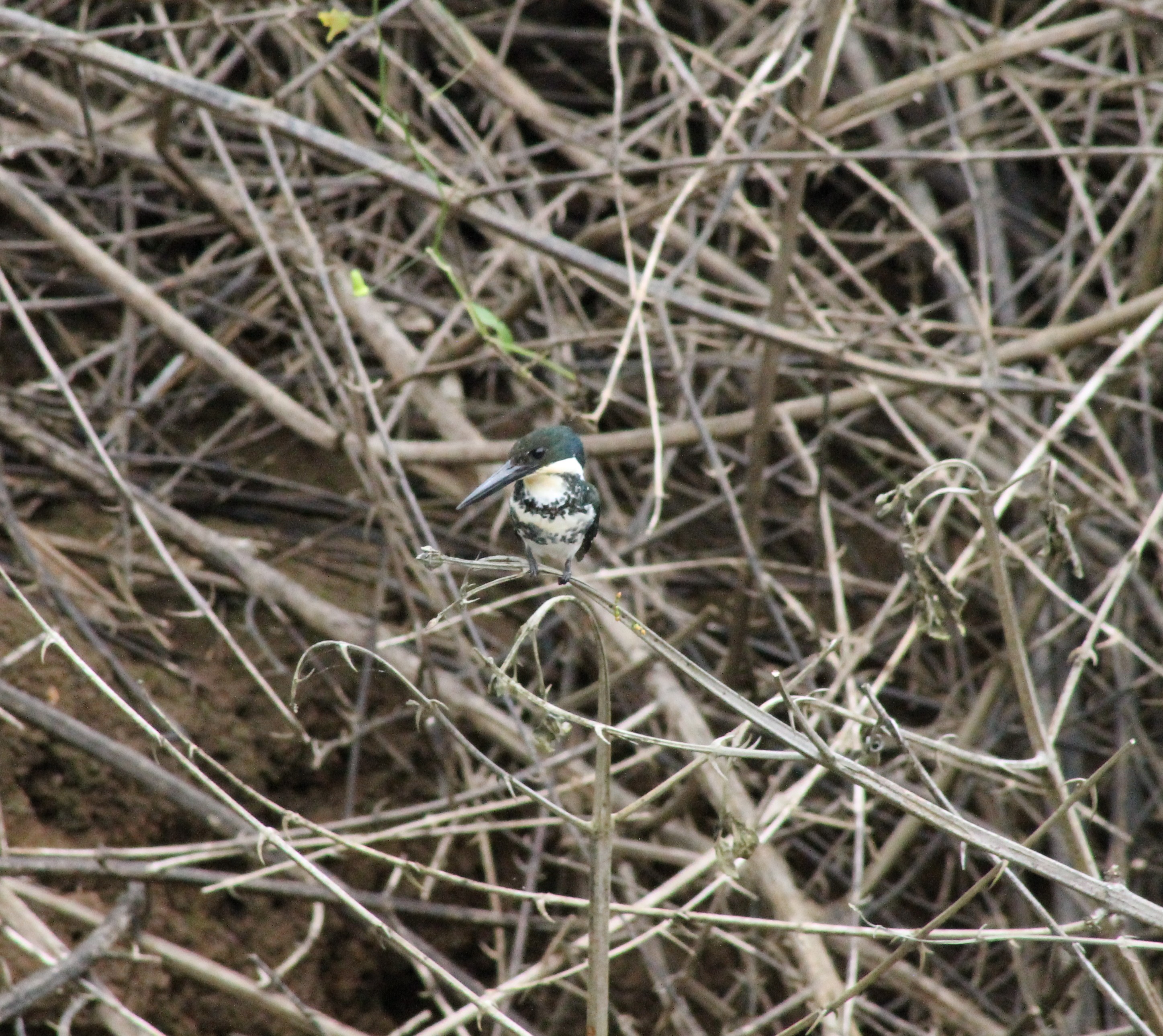 Martín Pescador Verde en Caño Negro