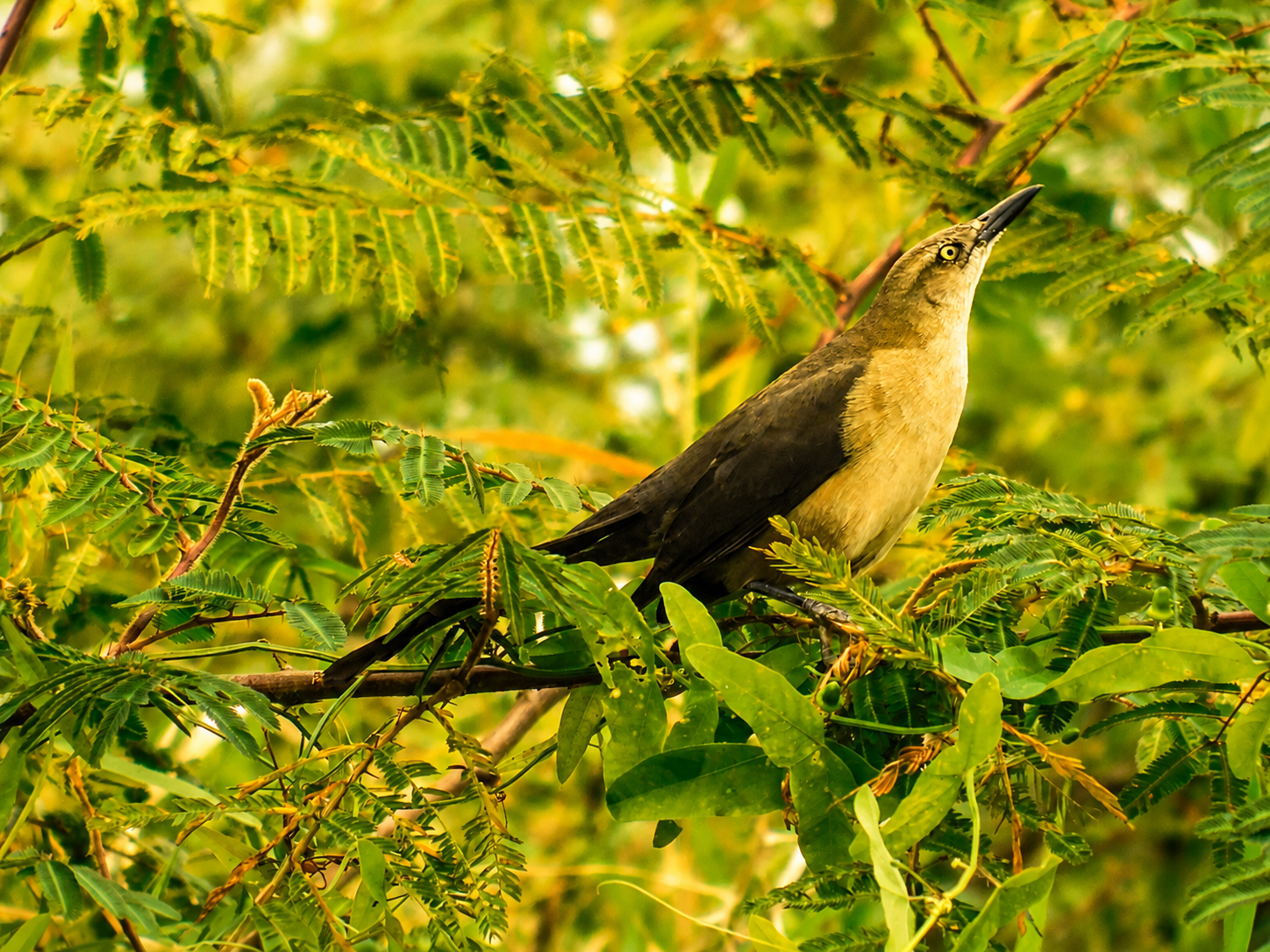 Zanate Grande, hembra