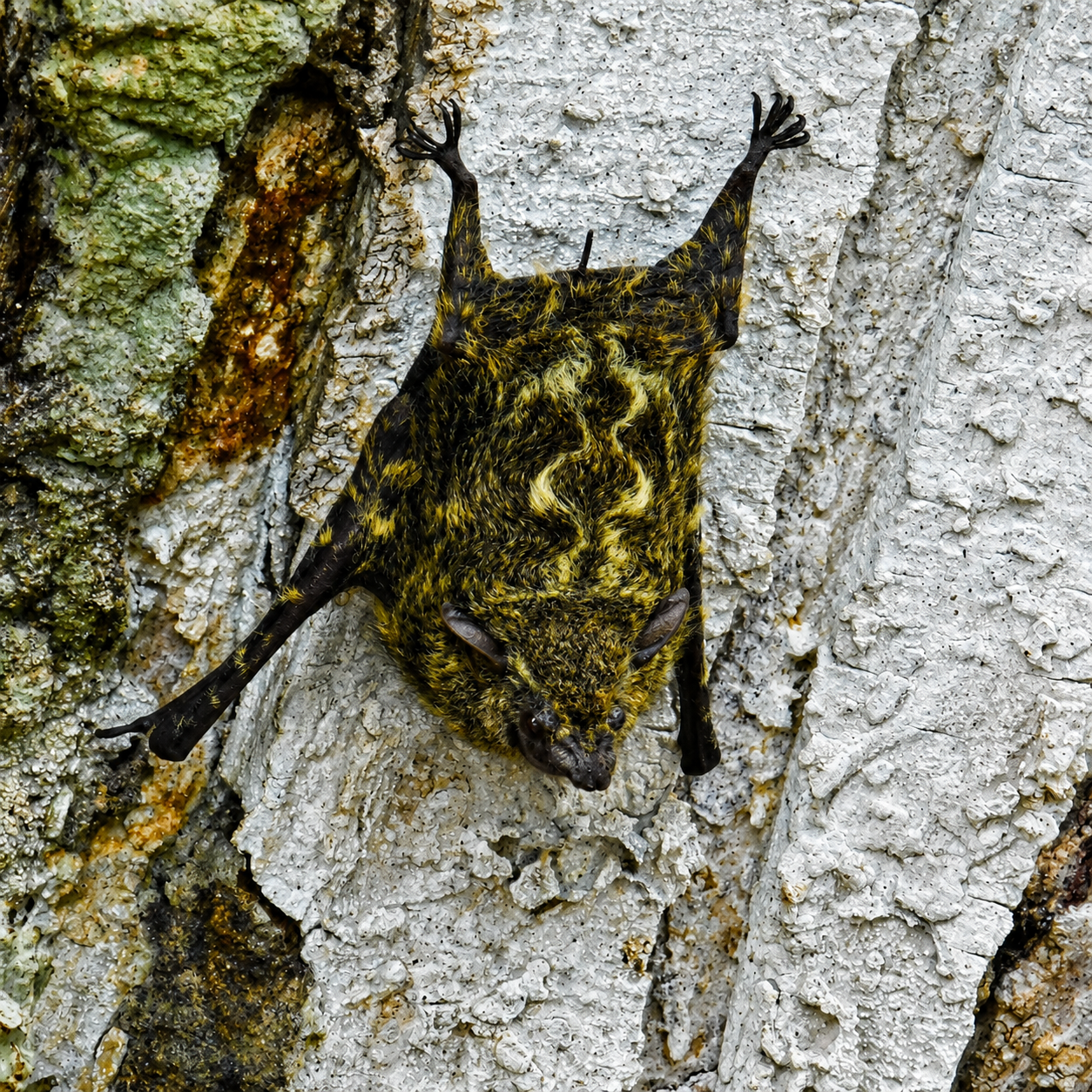 Murciélago Narigudo