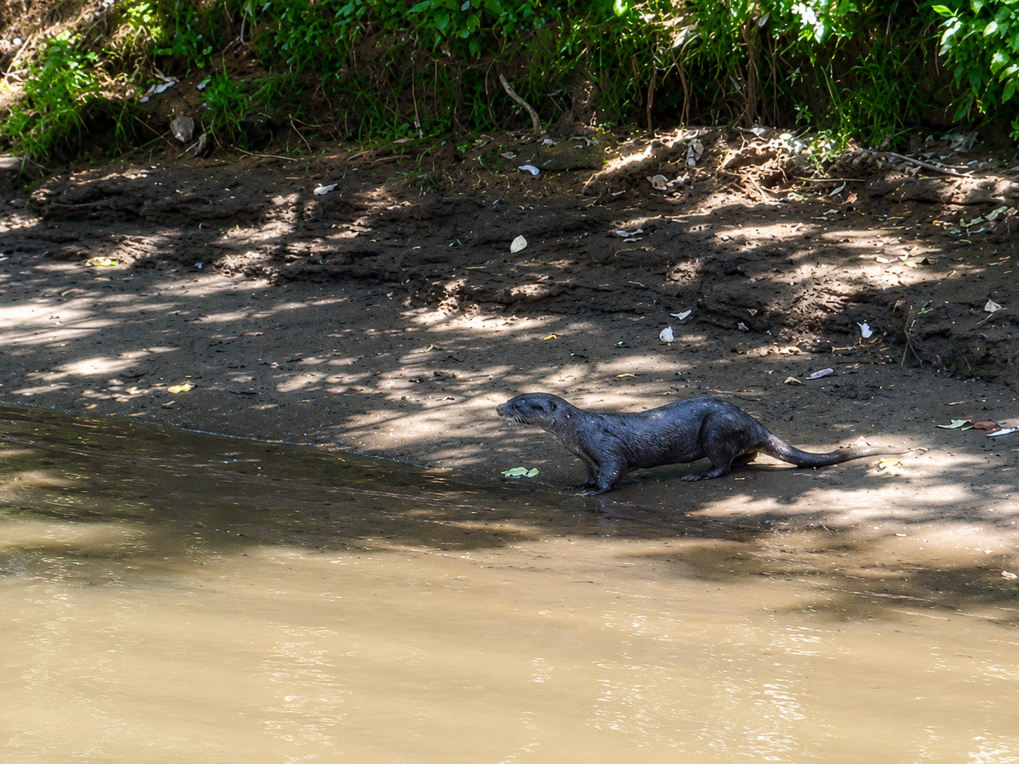 Nutria