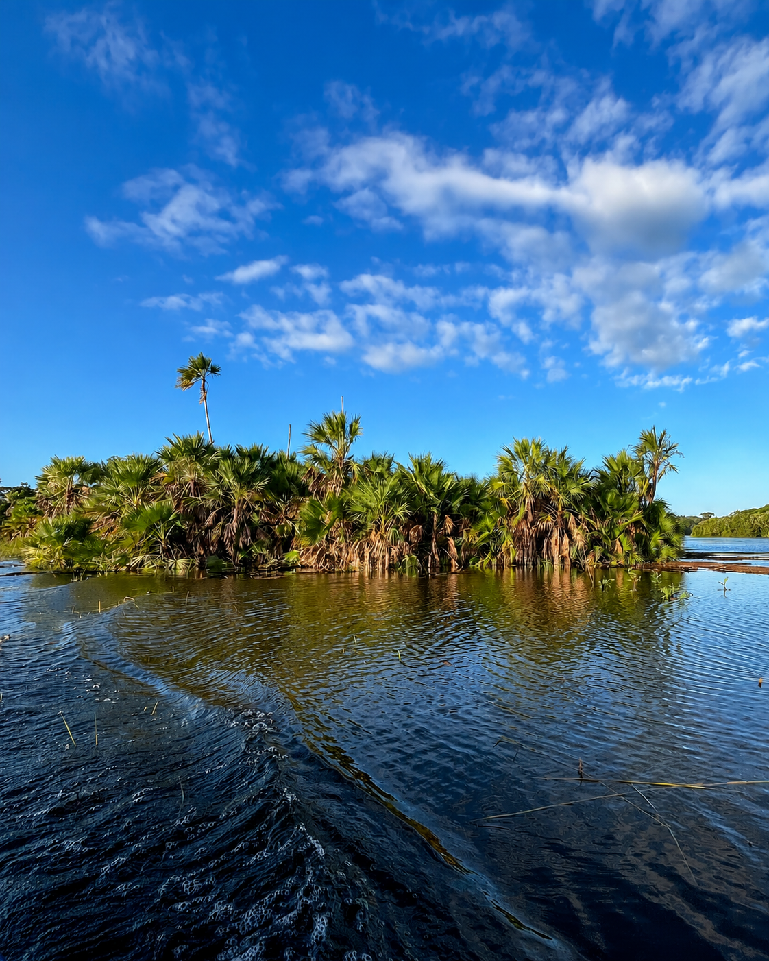 Palma Cuba junto al agua en Caño Negro