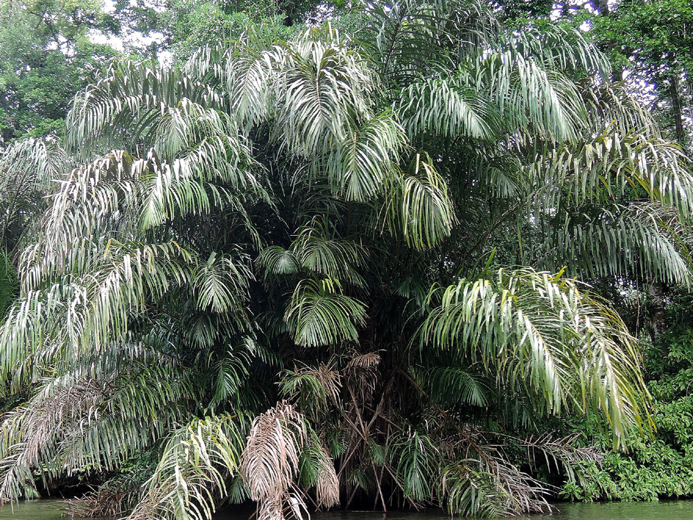 Yolillal en Caño Negro