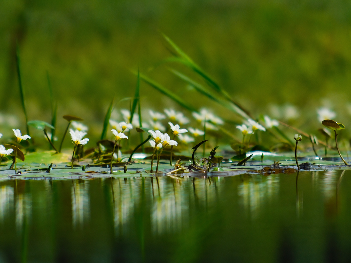 Vegetación herbácea y acuática flotando en el agua