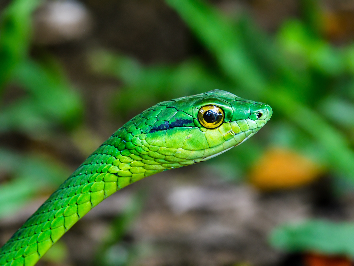 Bejuquilla Verde