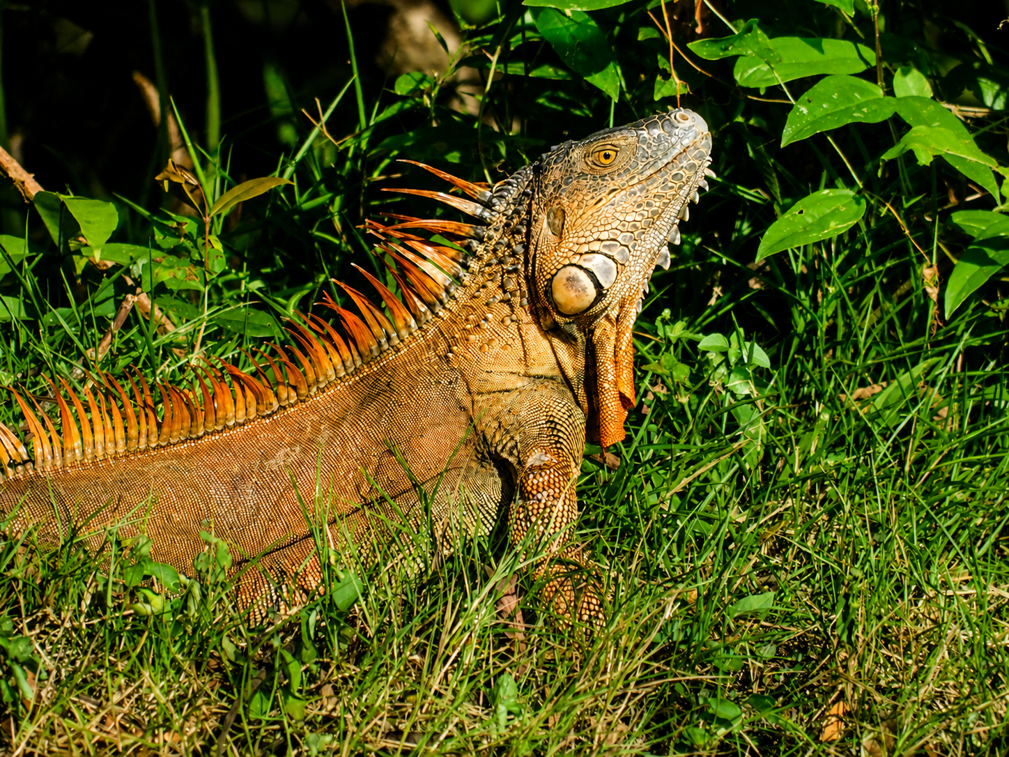 Iguana Verde