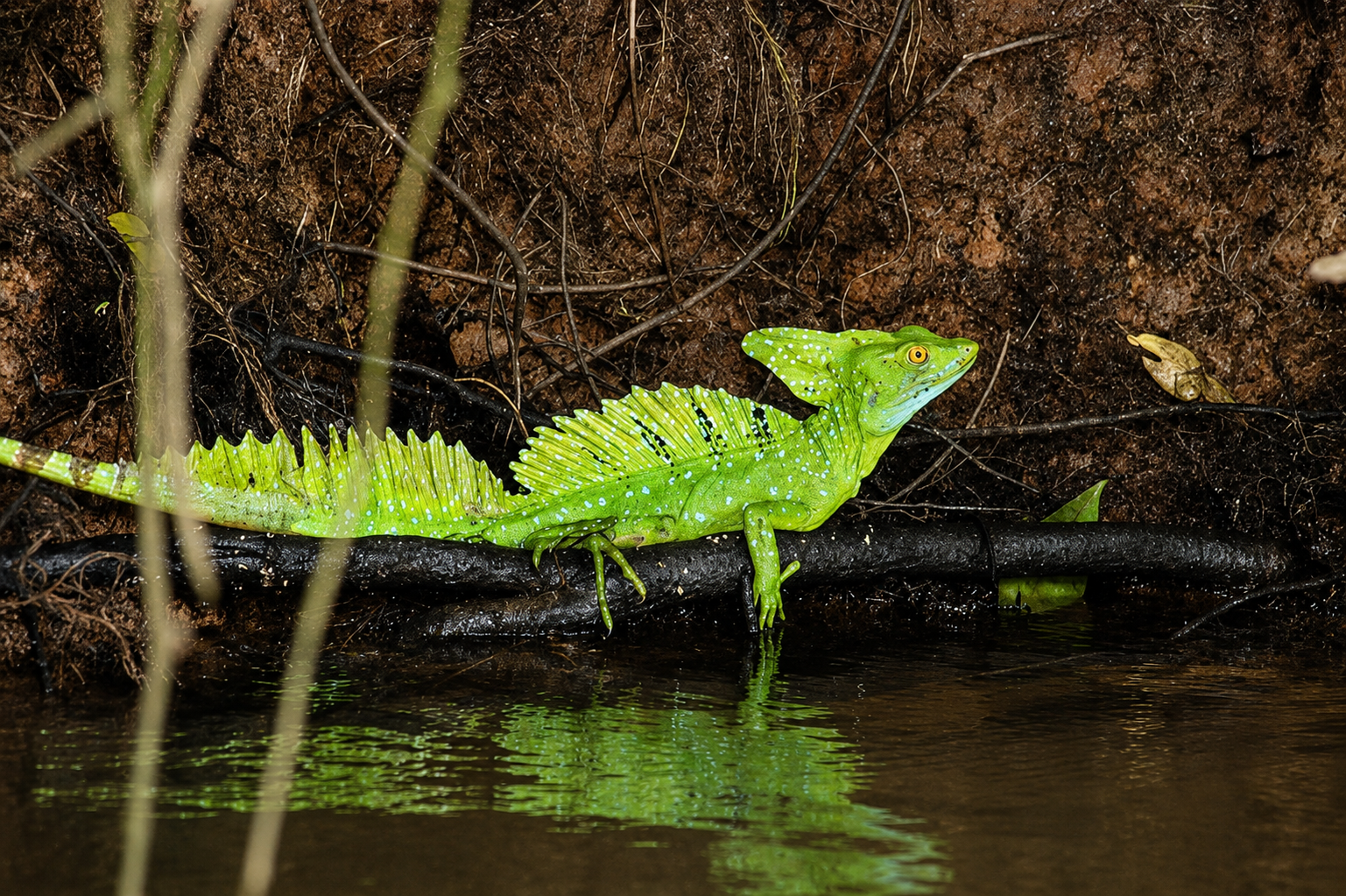 Basilisco verde
