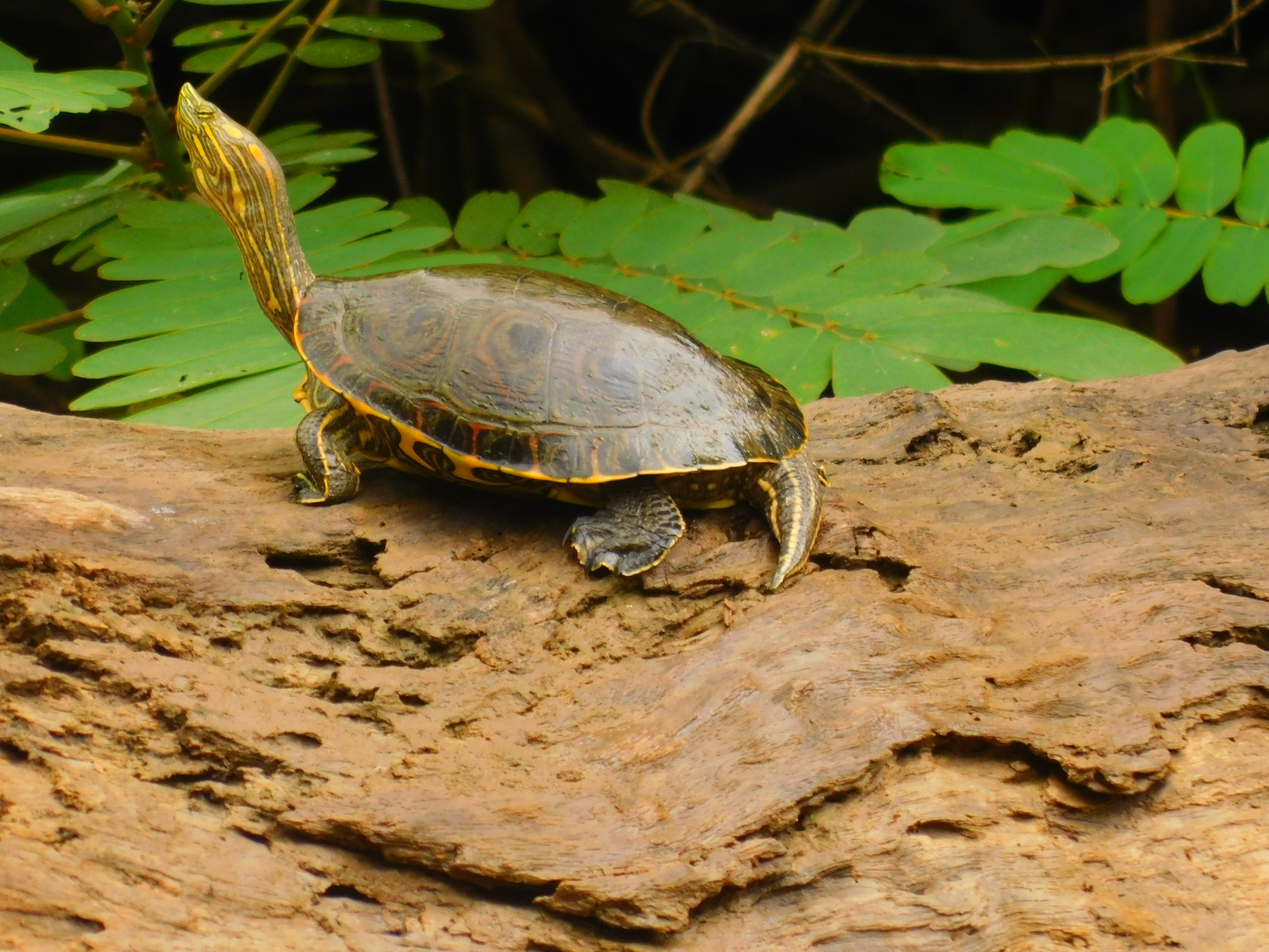 Tortuga jicotea